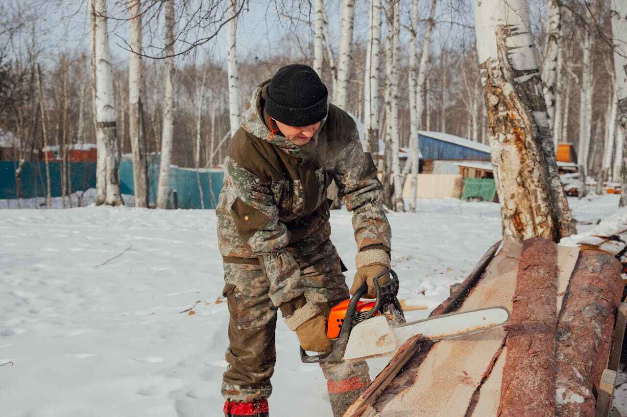 The Steps Involved in Our Tree Care Process in Holly Springs, MS